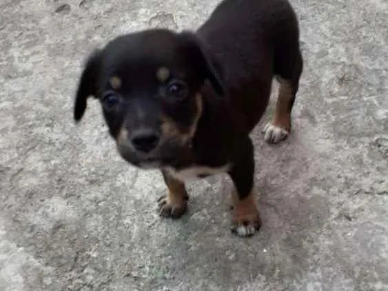 Cachorro ra a Srd idade Abaixo de 2 meses nome July