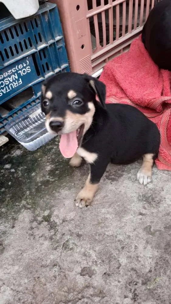 Cachorro ra a Srd idade Abaixo de 2 meses nome Clara