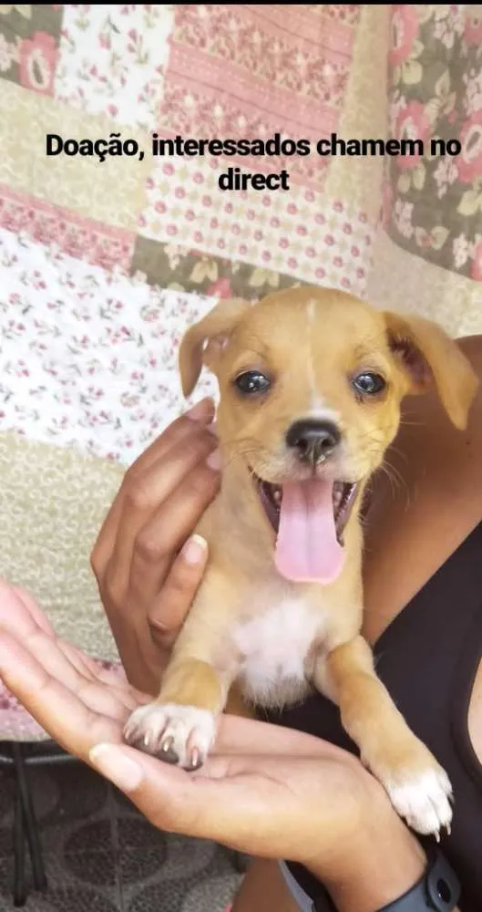 Cachorro ra a Não tem  idade Abaixo de 2 meses nome Sem nome