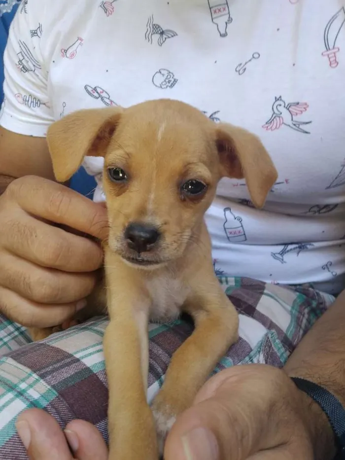 Cachorro ra a Não tem  idade Abaixo de 2 meses nome Sem nome