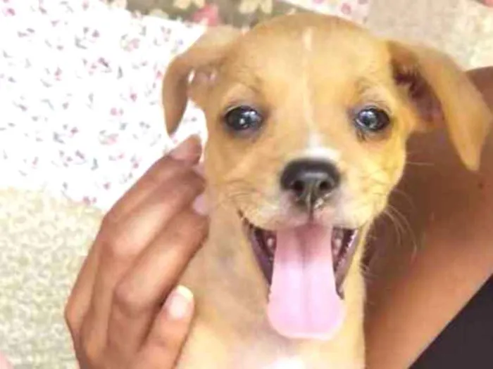Cachorro ra a Não tem  idade Abaixo de 2 meses nome Sem nome