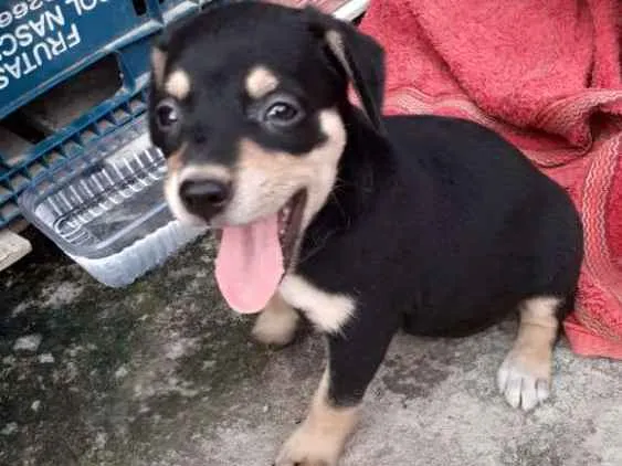 Cachorro ra a Srd idade Abaixo de 2 meses nome Clara