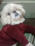 Pitoco