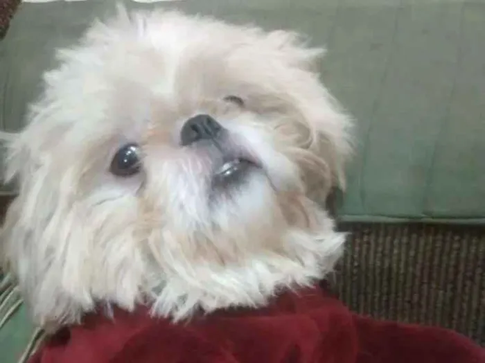 Cachorro ra a Shitzu  idade 2 anos nome Pitoco 