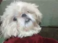 Pitoco