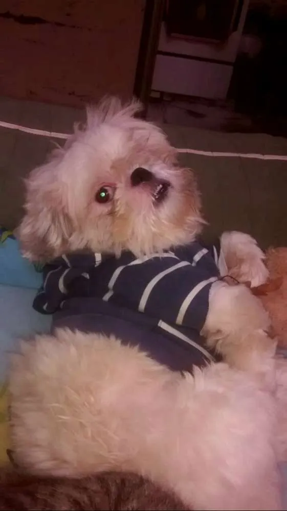 Cachorro ra a Shitzu  idade 2 anos nome Pitoco 