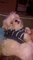Pitoco