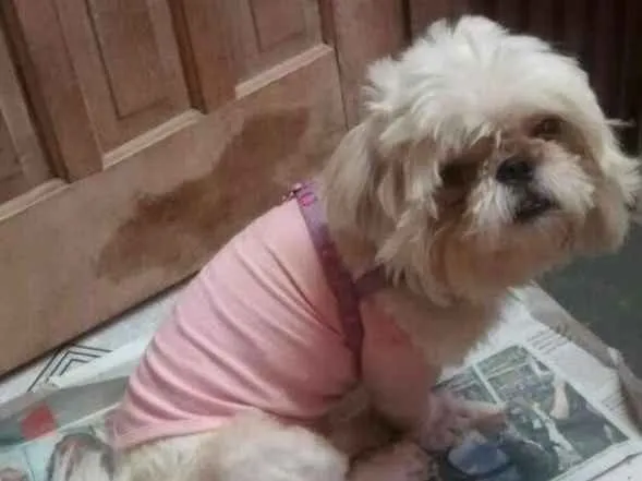 Cachorro ra a Shitzu  idade 2 anos nome Pitoco 
