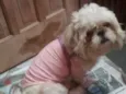 Pitoco