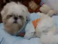 Pitoco