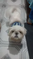 Pitoco