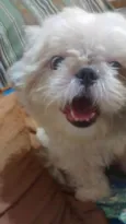 Pitoco
