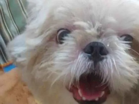 Cachorro ra a Shitzu  idade 2 anos nome Pitoco 