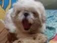 Pitoco