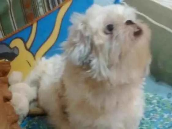 Cachorro ra a Shitzu  idade 2 anos nome Pitoco 