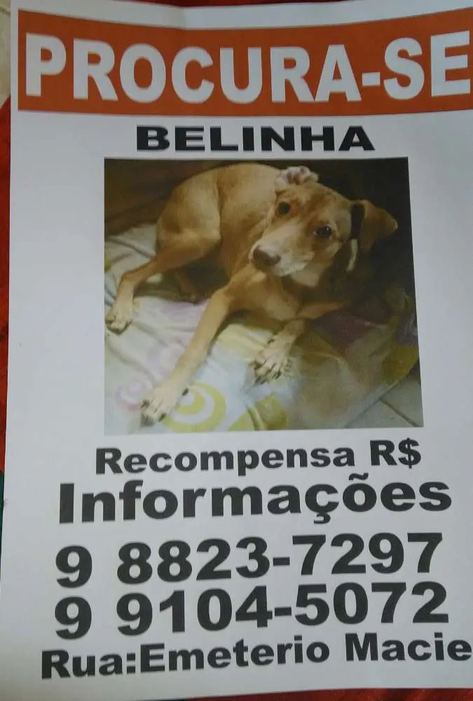 Cachorro ra a Vira lata idade 1 ano nome Belinja