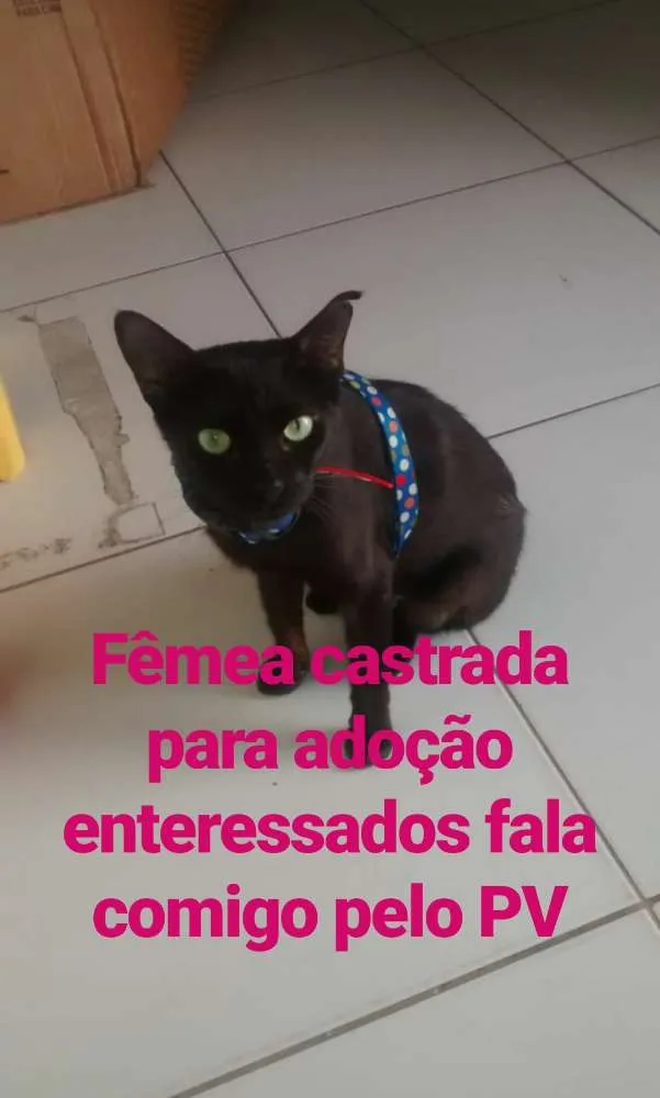 Gato raça Srd idade 2 a 6 meses nome Nega