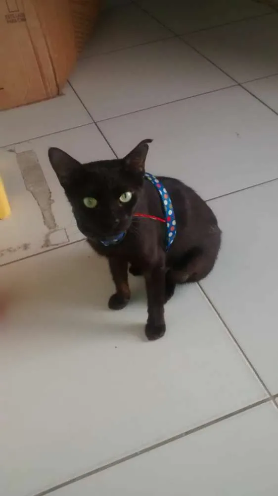 Gato raça Srd idade 1 ano nome Nega