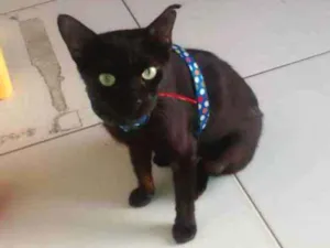 Gato raça Srd idade 1 ano nome Nega