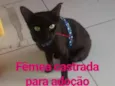Nega