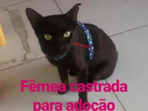 Gato raça Srd idade 2 a 6 meses nome Nega
