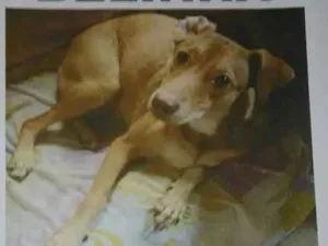 Cachorro raça Vira lata idade 1 ano nome Belinja