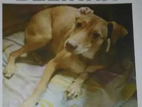 Cachorro ra a Vira lata idade 1 ano nome Belinja