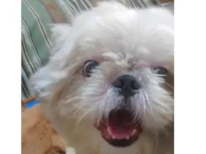 Cachorro raça Shitzu  idade 2 anos nome Pitoco 