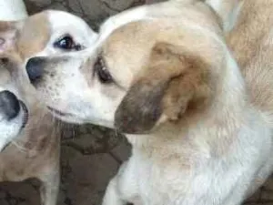 Cachorro raça Vira lata com pinscher idade 6 ou mais anos nome Bobi