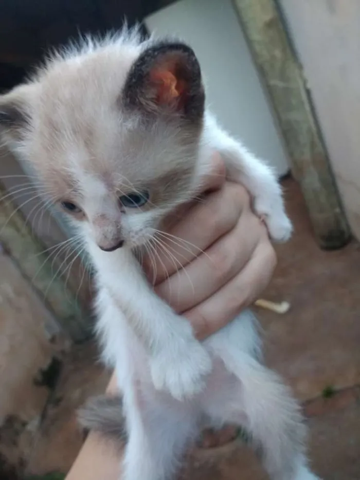 Gato ra a Siamês idade Abaixo de 2 meses nome Não tem