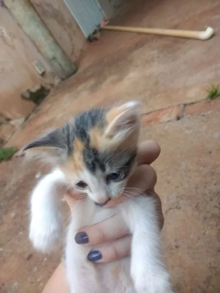 Gato ra a Siamês idade Abaixo de 2 meses nome Não tem