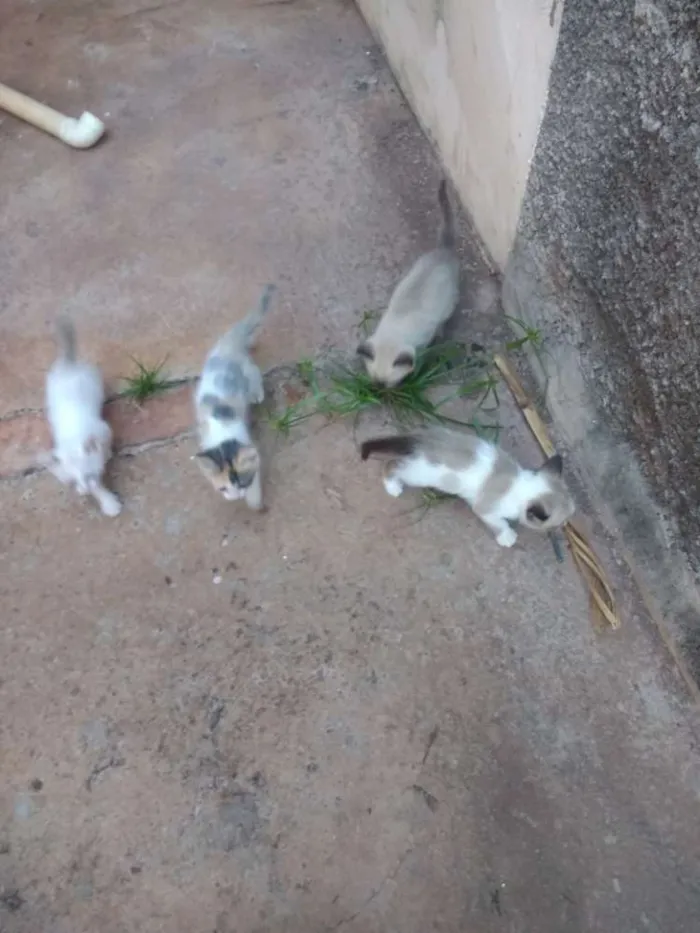 Gato ra a Siamês idade Abaixo de 2 meses nome Não tem