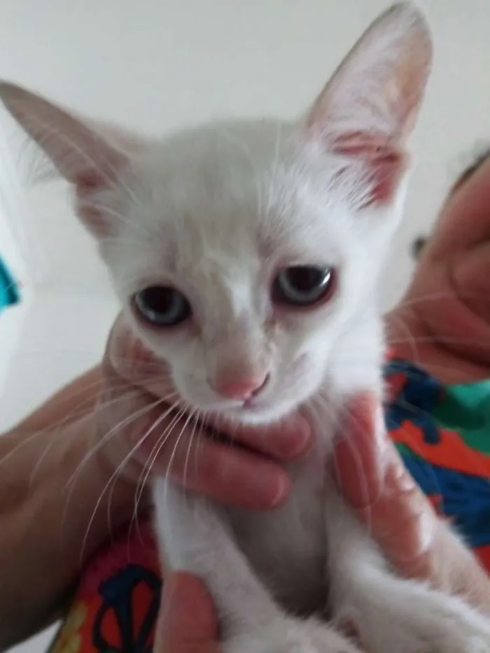Gato raça  idade Abaixo de 2 meses nome Não tem