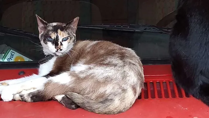 Gato ra a Não sei informar idade 3 anos nome Shakira