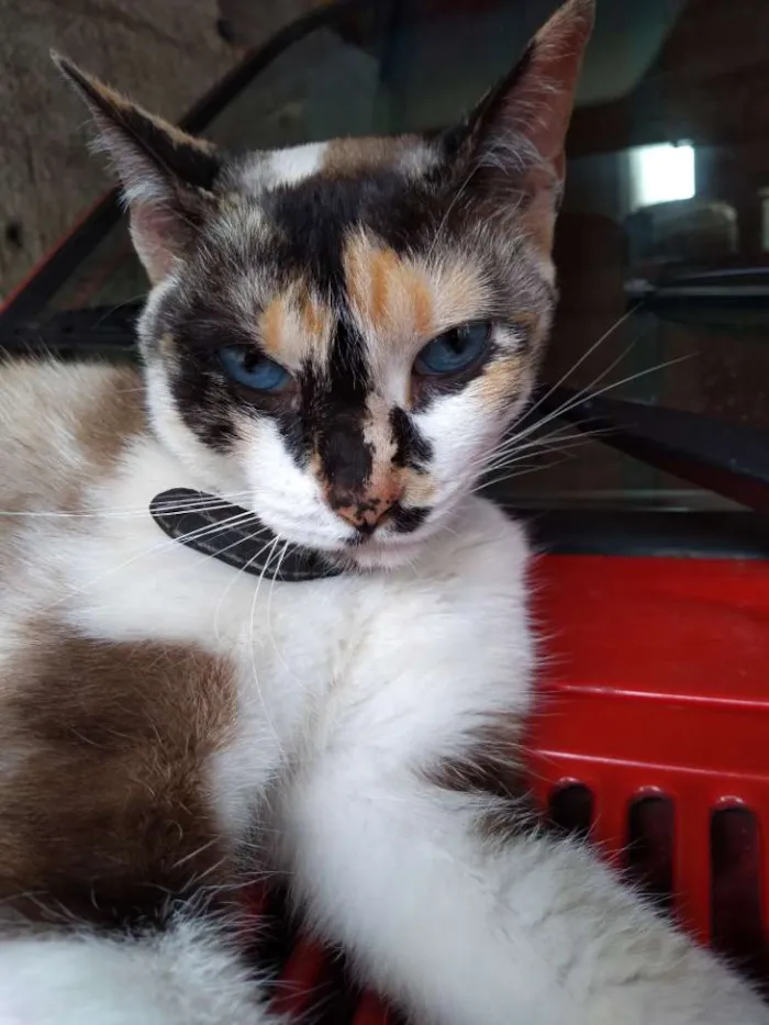 Gato ra a Não sei informar idade 3 anos nome Shakira
