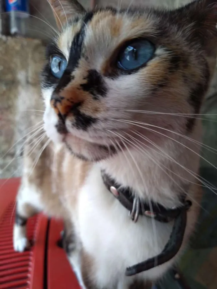 Gato ra a Não sei informar idade 3 anos nome Shakira