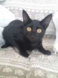 Otávio