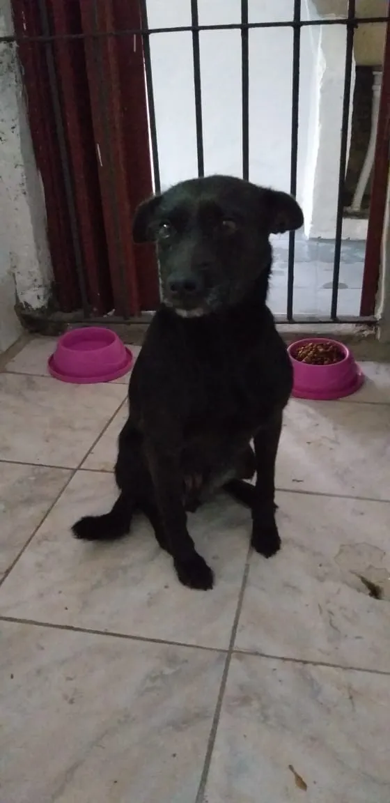 Cachorro raça SRD idade 1 ano nome Neguinha
