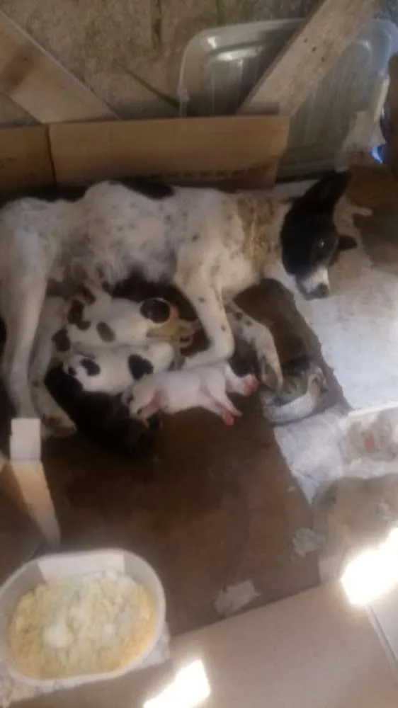 Cachorro raça Mas fico de dalmatas idade 2 a 6 meses nome Sem nome 