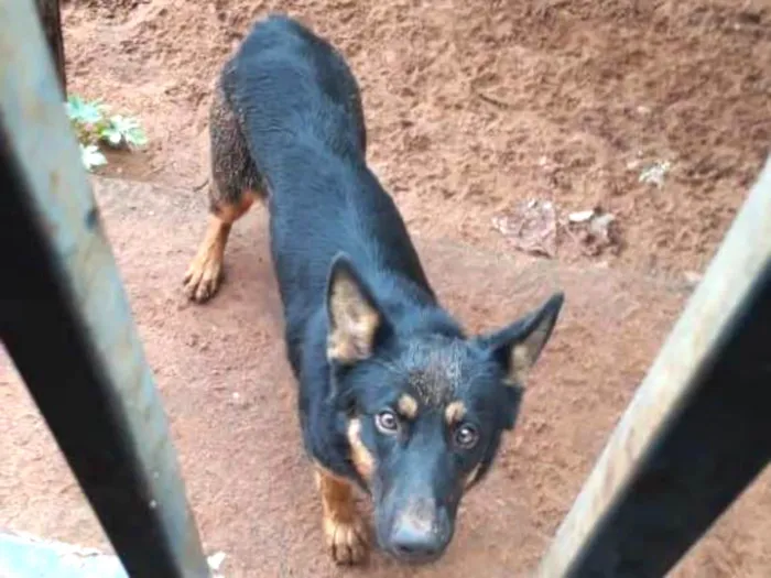 Cachorro ra a Pastor alemão  idade 1 ano nome Nina