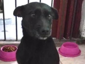 Cachorro raça SRD idade 1 ano nome Neguinha
