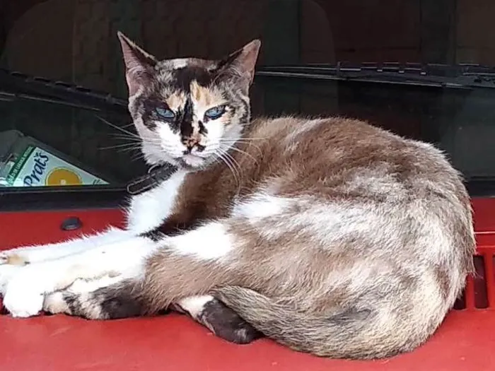 Gato ra a Não sei informar idade 3 anos nome Shakira