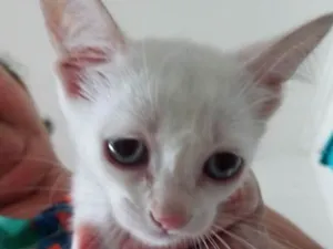 Gato raça  idade Abaixo de 2 meses nome Não tem