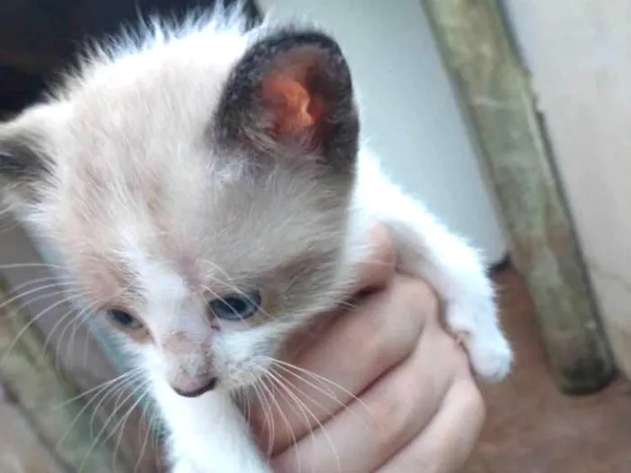 Gato ra a Siamês idade Abaixo de 2 meses nome Não tem