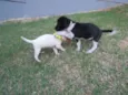 Lucca e Enzo