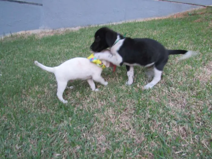 Cachorro raça SRD idade Abaixo de 2 meses nome Lucca e Enzo
