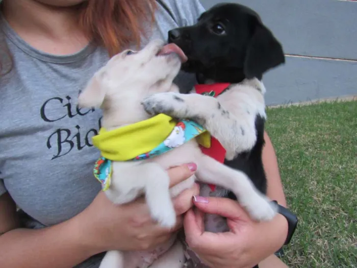 Cachorro raça SRD idade Abaixo de 2 meses nome Lucca e Enzo