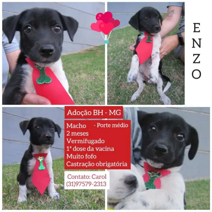 Cachorro raça SRD idade Abaixo de 2 meses nome Lucca e Enzo