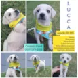 Lucca e Enzo