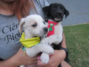Cachorro raça SRD idade Abaixo de 2 meses nome Lucca e Enzo